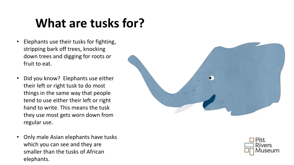 what are tusks for
