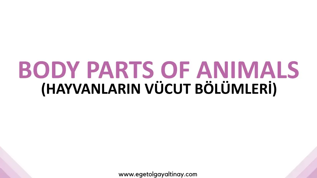 body parts of animals hayvanlarin v cut b l mler