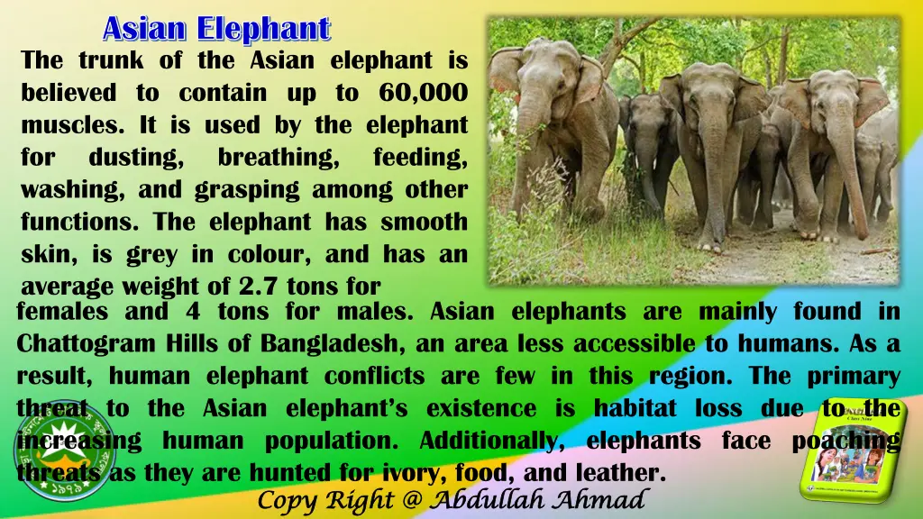 asian asian elephant elephant