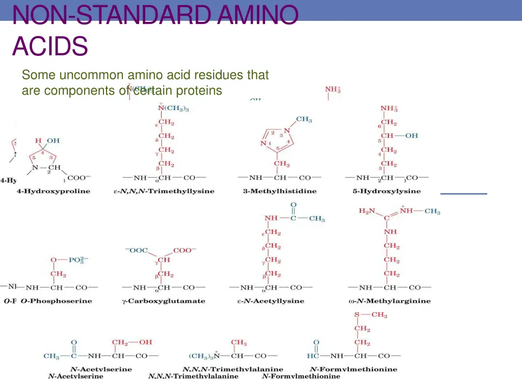 non standard amino acids some uncommon amino acid