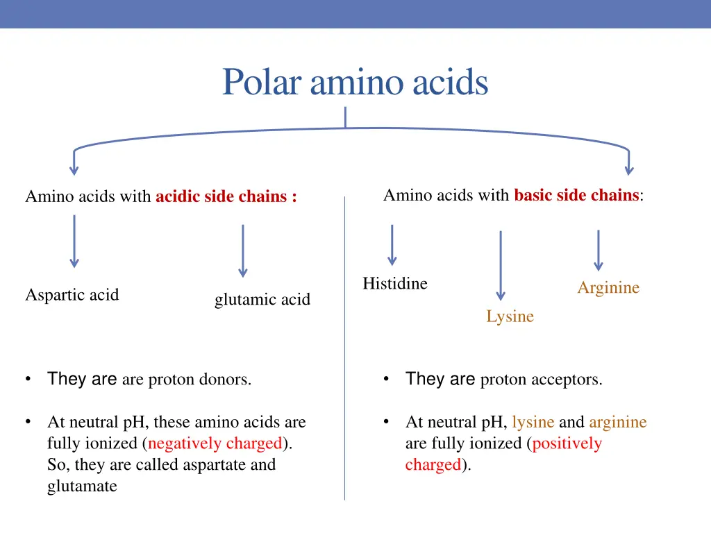 polar amino acids