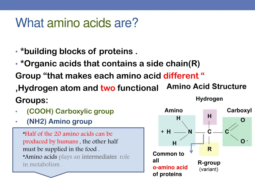 what amino acids are