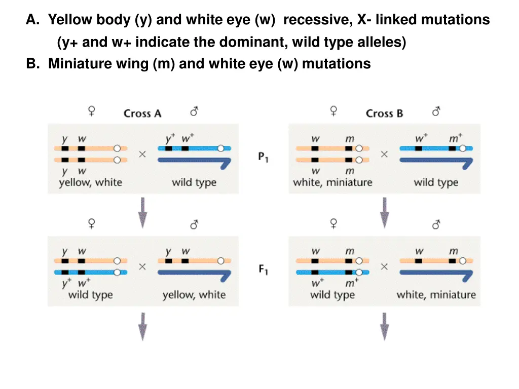 a yellow body y and white eye w recessive
