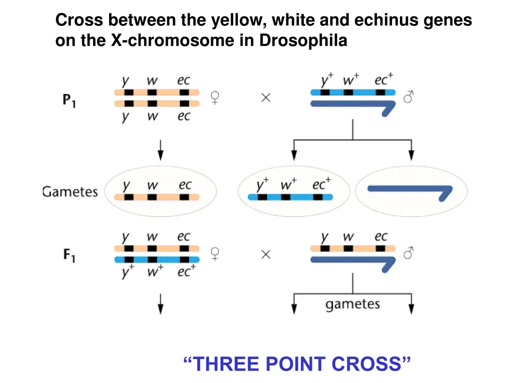 cross between the yellow white and echinus genes