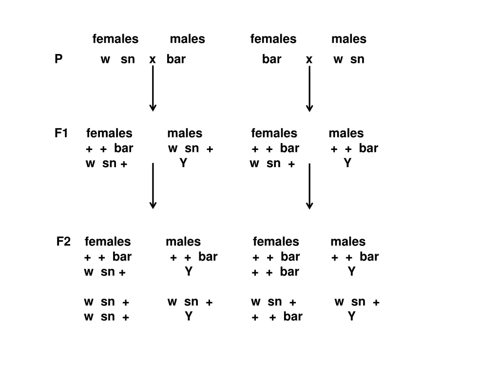 females males females males