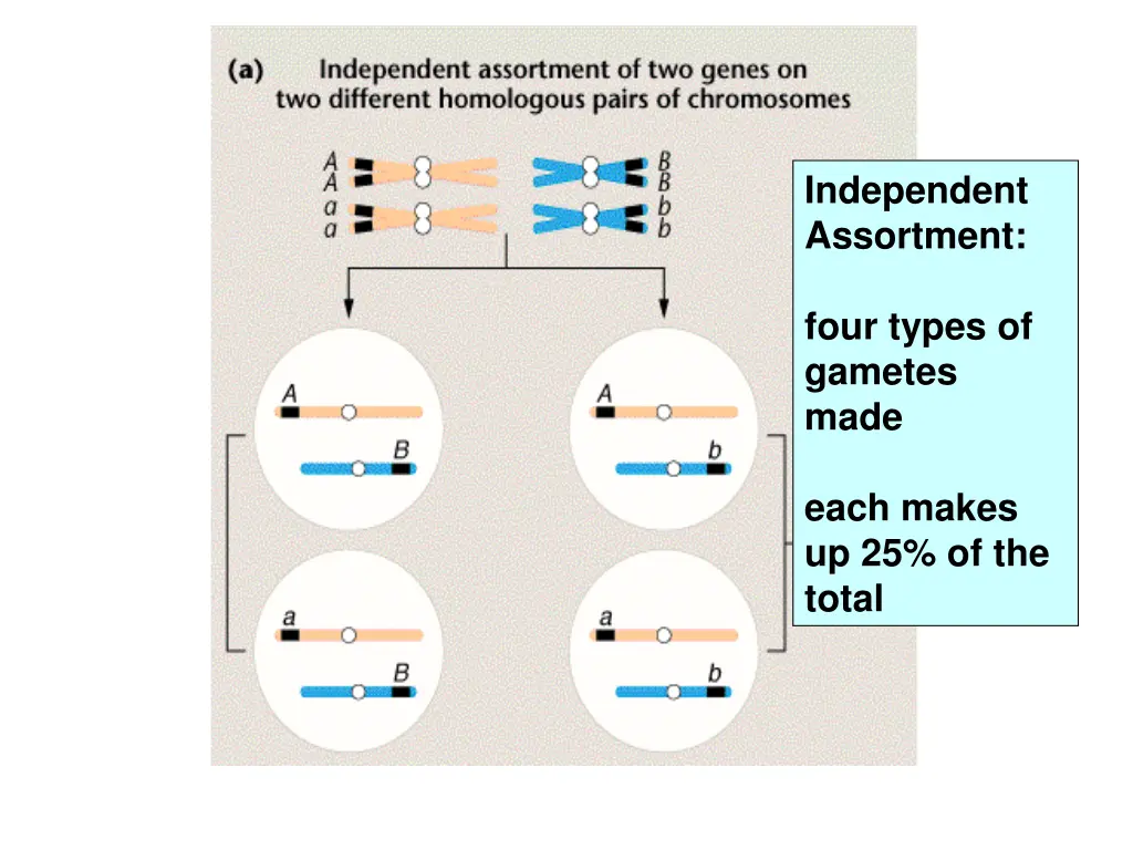 independent assortment