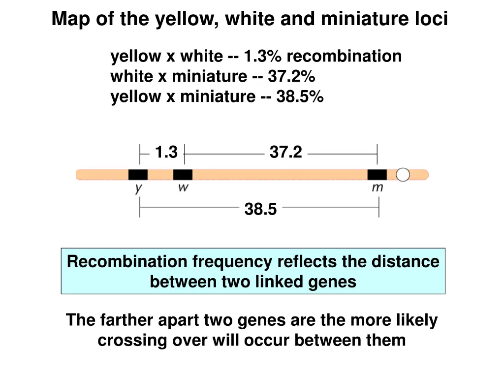 map of the yellow white and miniature loci