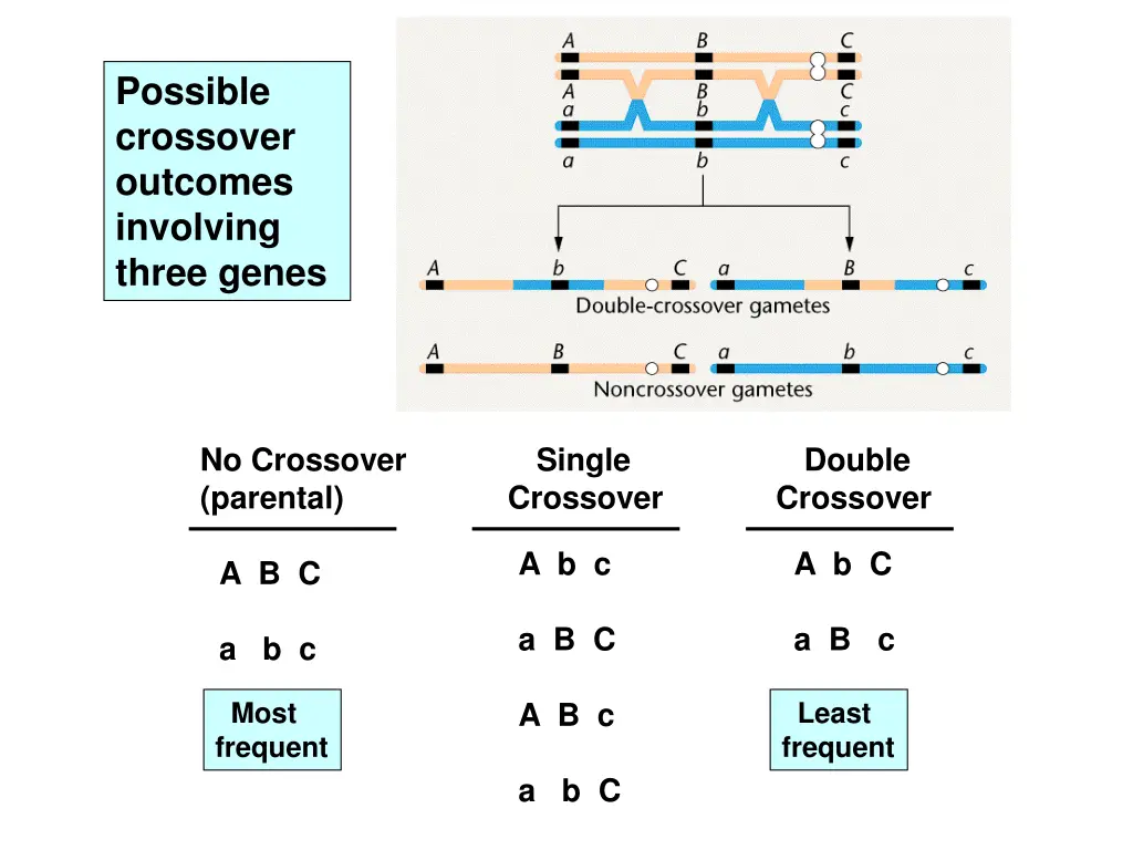 possible crossover outcomes involving three genes