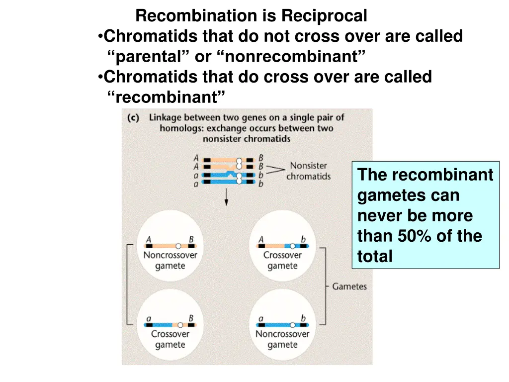 recombination is reciprocal chromatids that