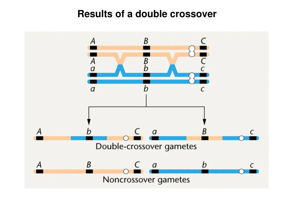 results of a double crossover