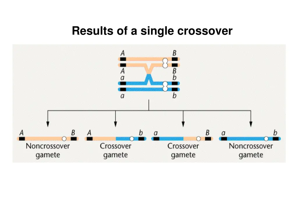 results of a single crossover
