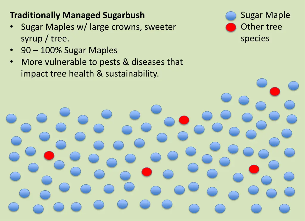 sugar maple other tree species