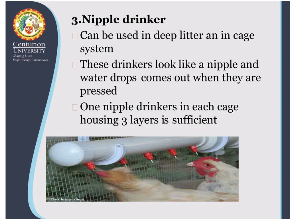 3 nipple drinker can be used in deep litter