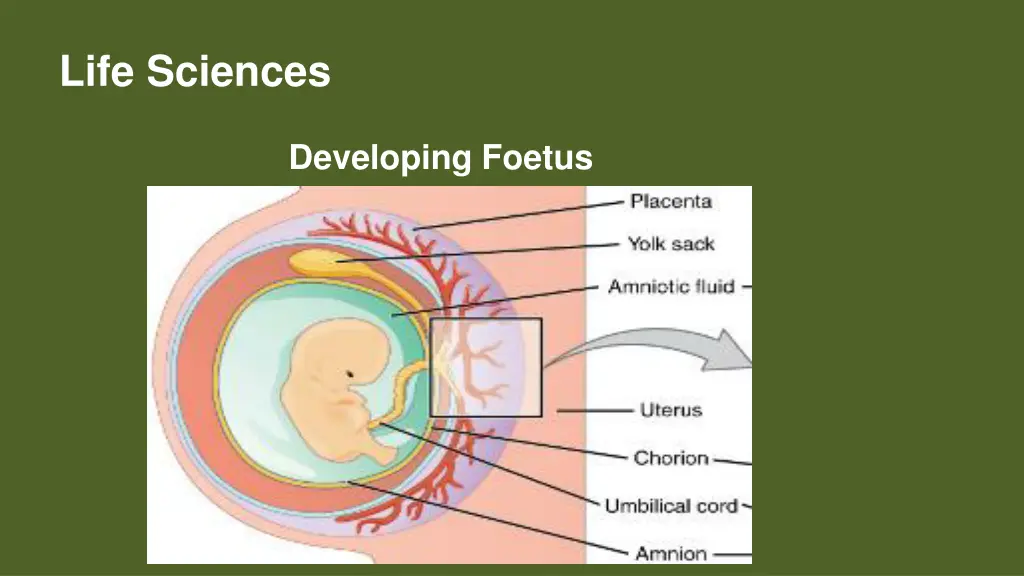life sciences 7