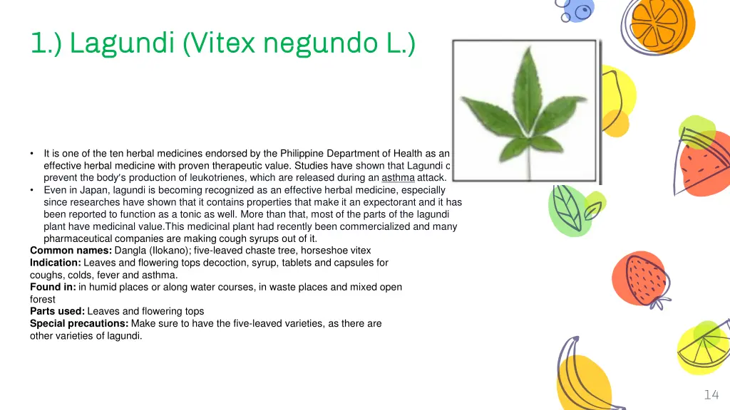 1 1 lagundi lagundi vitex negundo l vitex negundo
