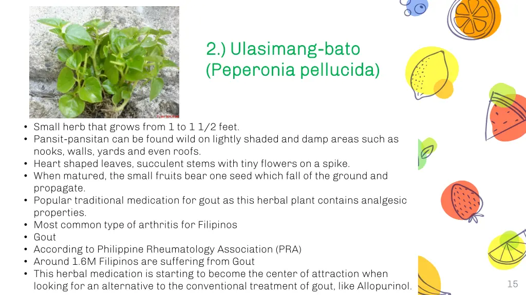 2 ulasimang 2 ulasimang bato peperonia pellucida