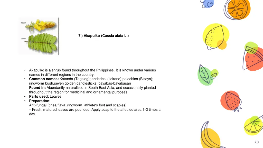akapulko cassia alata l