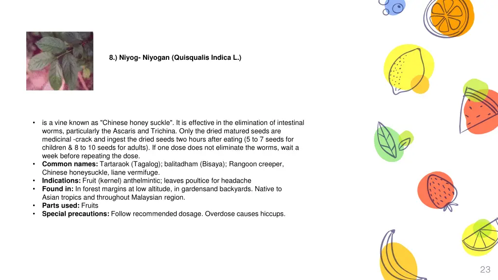 niyog niyogan quisqualis indica l
