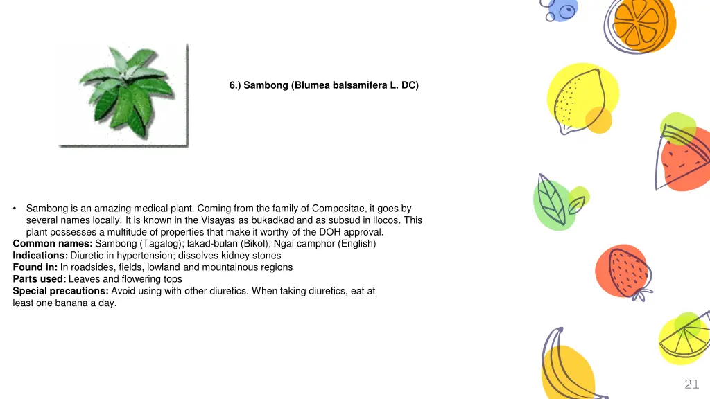 sambong blumea balsamifera l dc