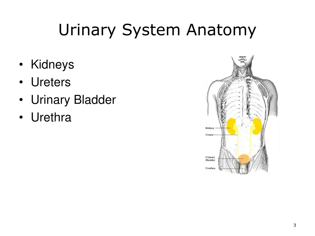 urinary system anatomy