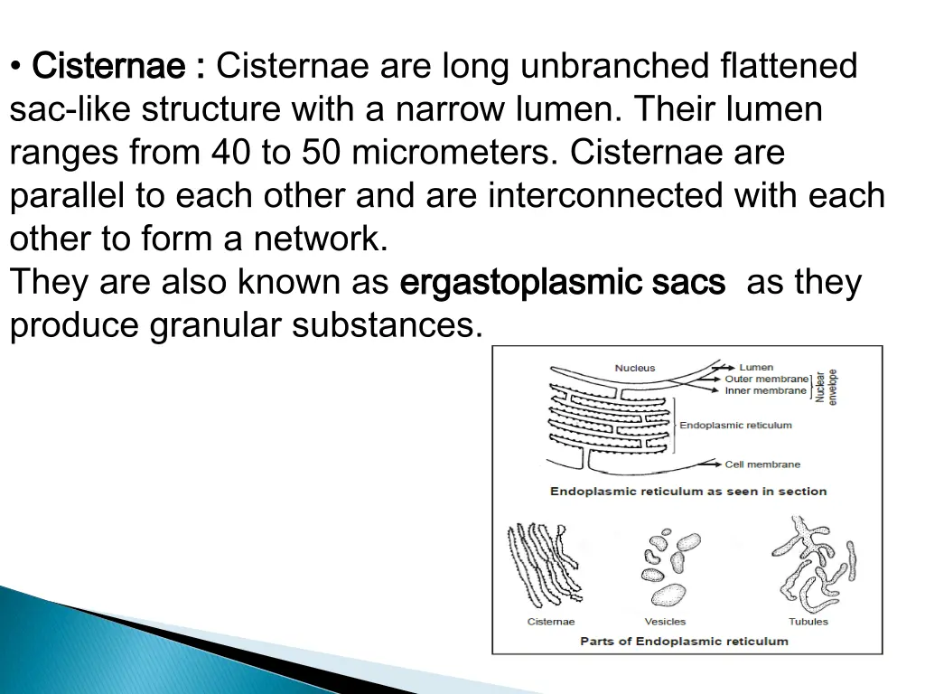 cisternae cisternae cisternae are long unbranched