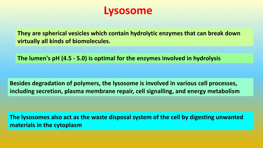 lysosome