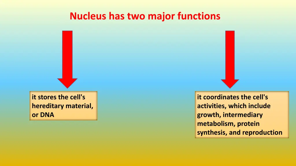 nucleus has two major functions