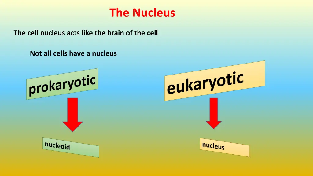 the nucleus