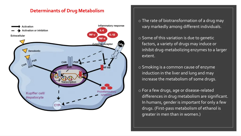 determinants of drug metabolism