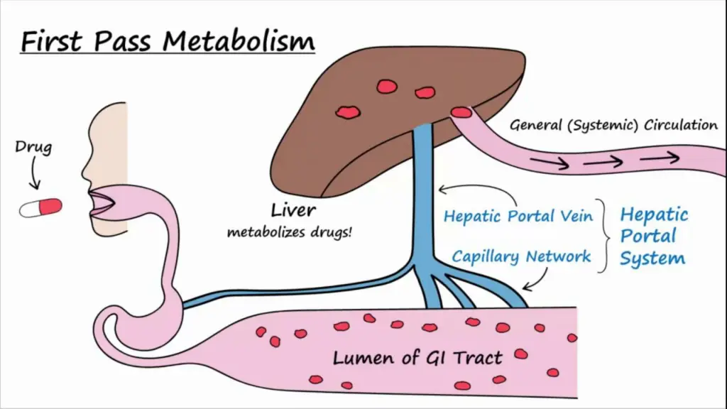 site of drug metabolism 1