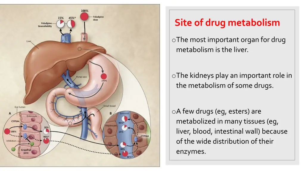 site of drug metabolism