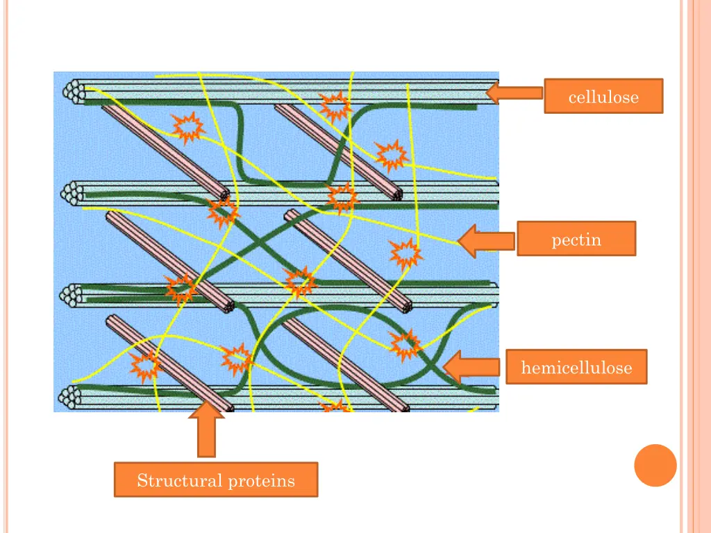 cellulose