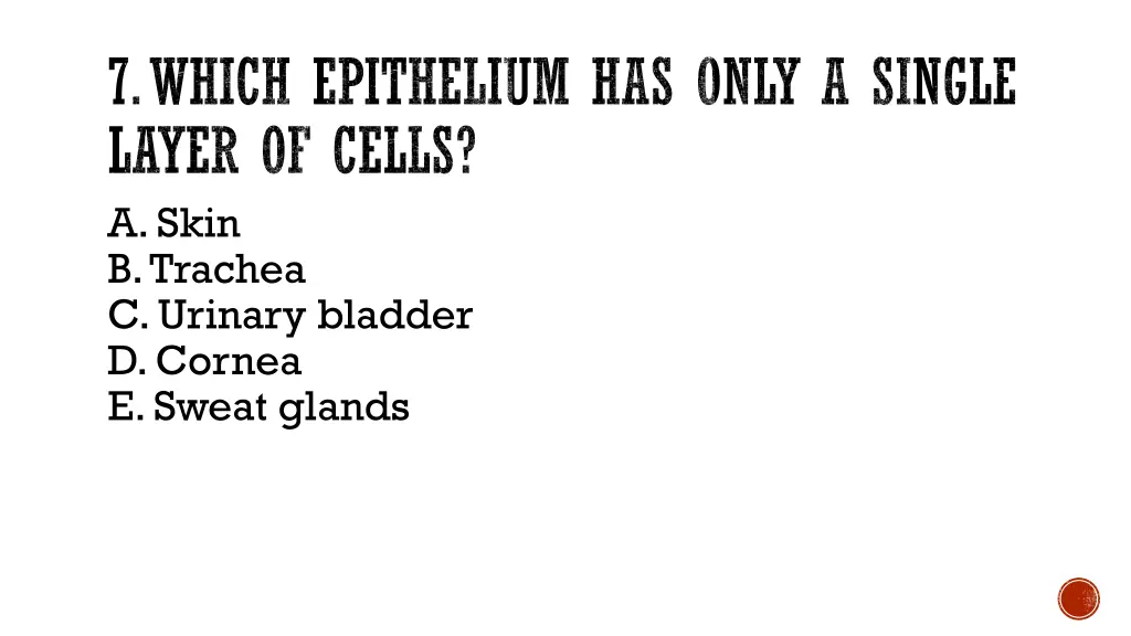 7 which epithelium has only a single layer