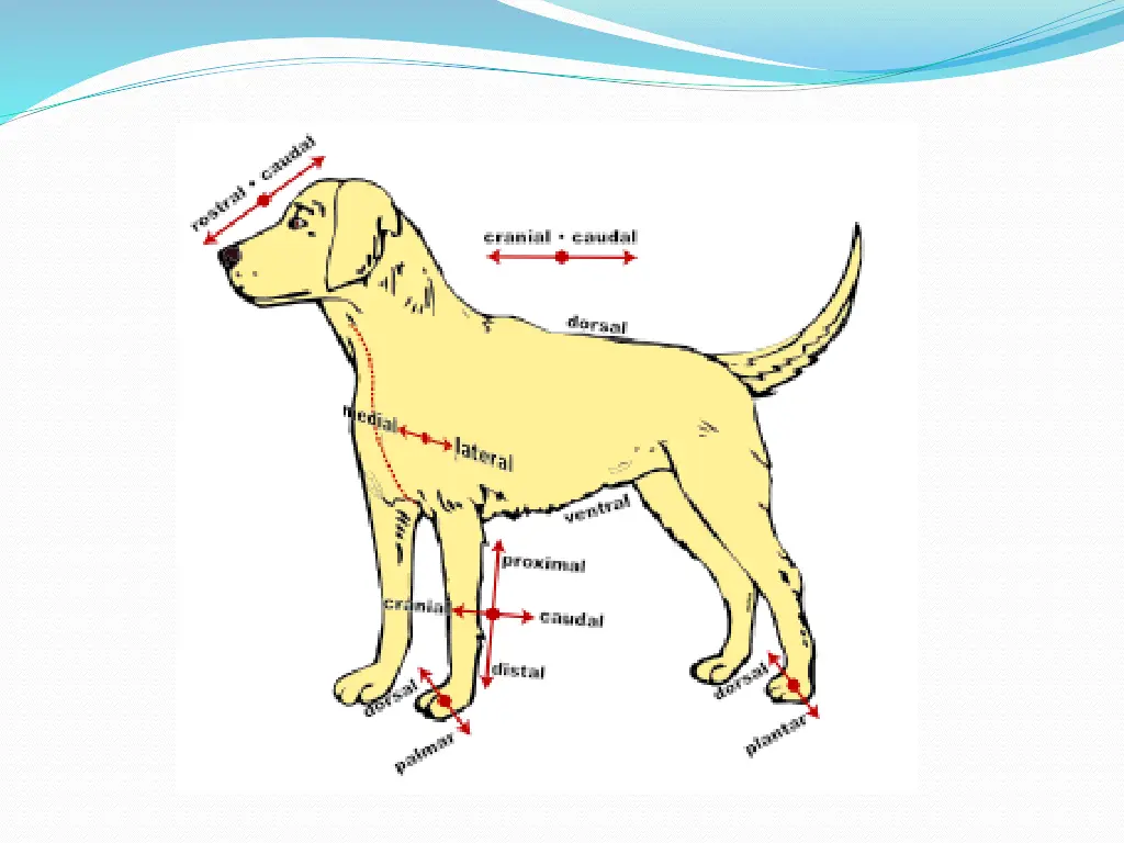anatomical directions clip art