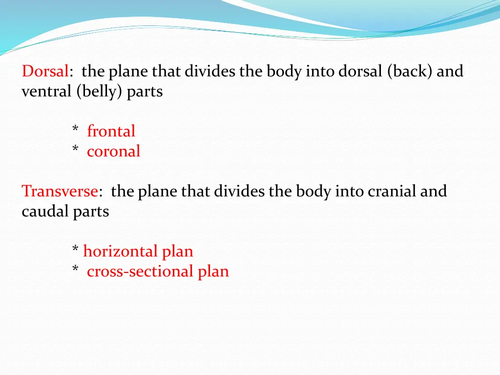 dorsal the plane that divides the body into