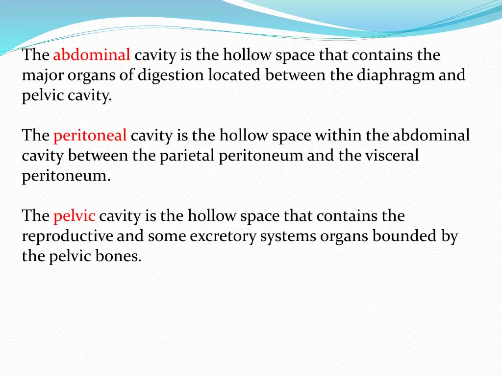 the abdominal cavity is the hollow space that