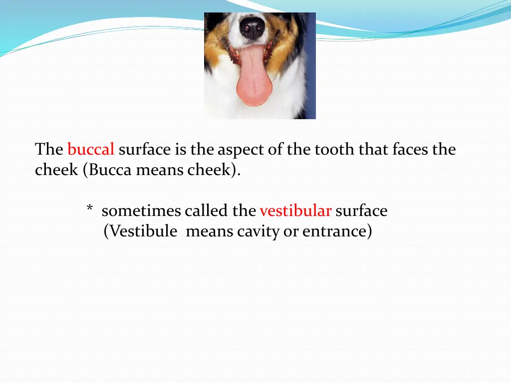 the buccal surface is the aspect of the tooth