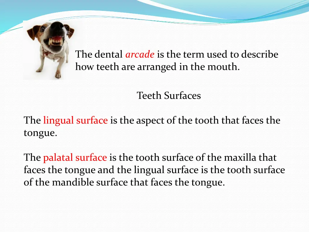 the dental arcade is the term used to describe