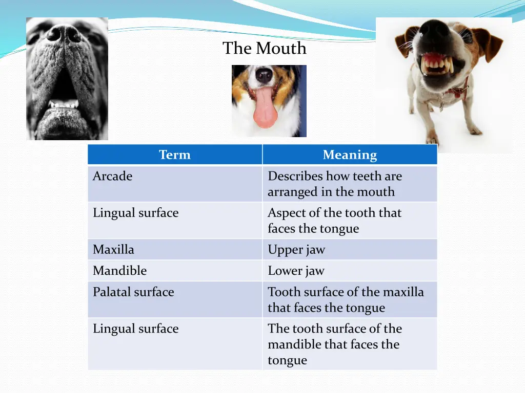 the mouth