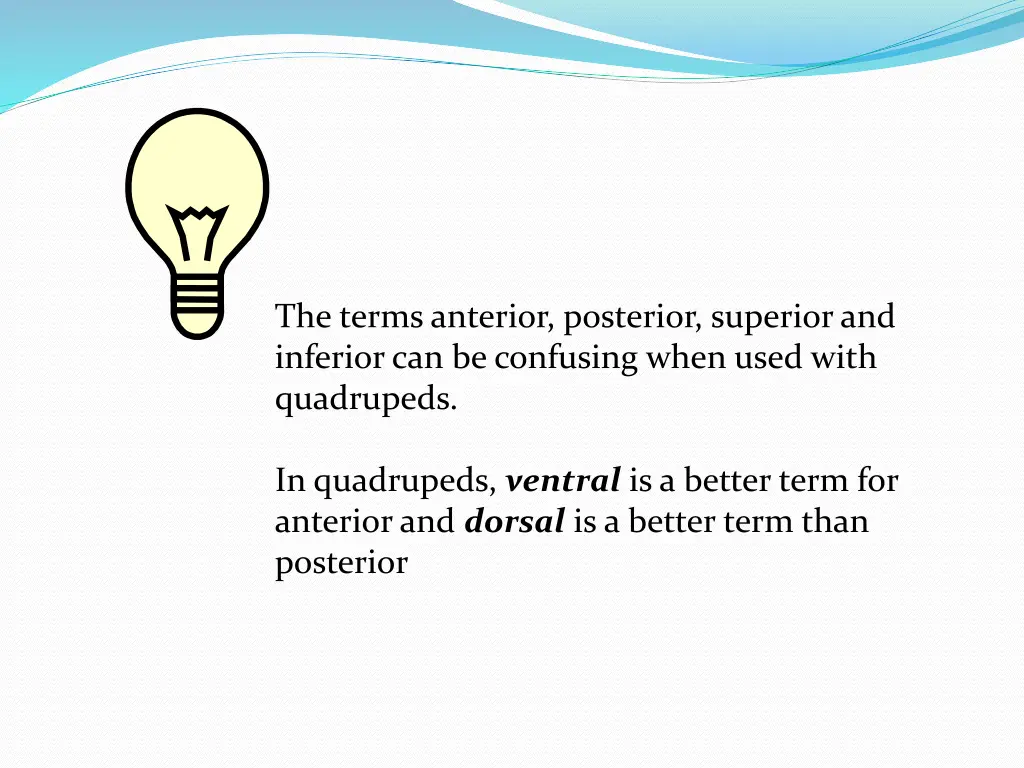 the terms anterior posterior superior