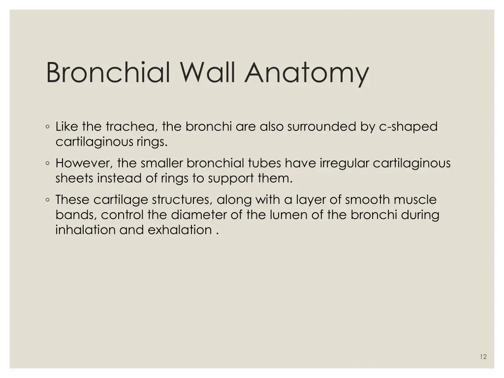 bronchial wall anatomy