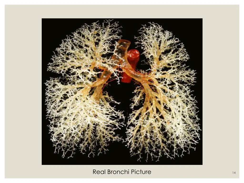 real bronchi picture