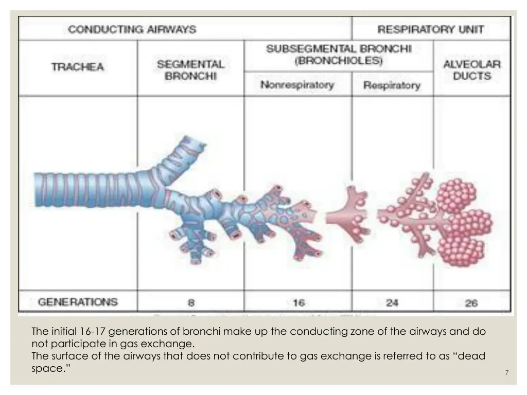 the initial 16 17 generations of bronchi make
