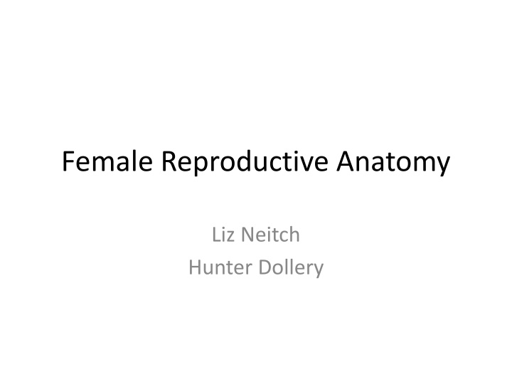 female reproductive anatomy