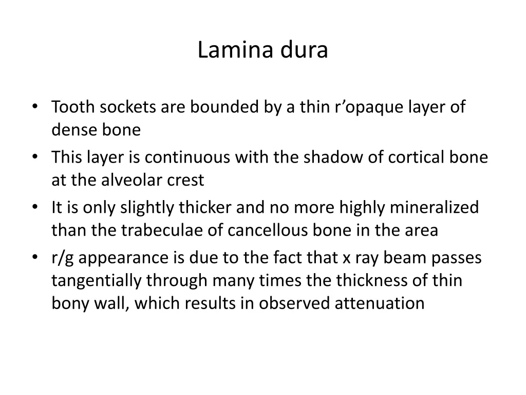 lamina dura