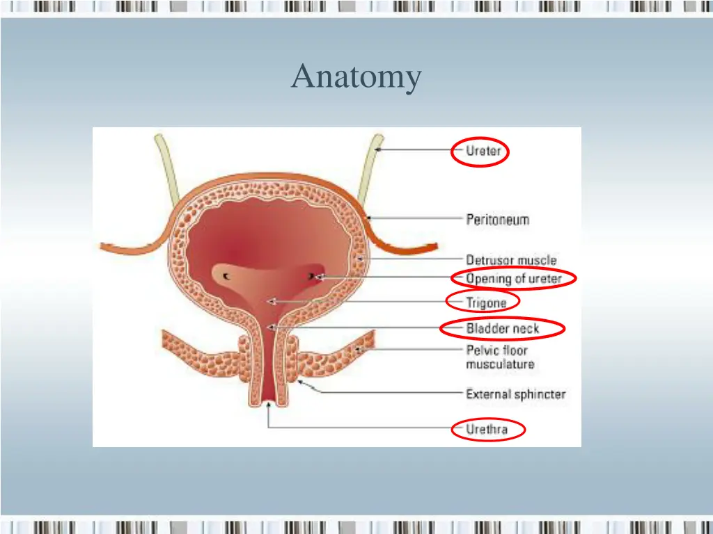 anatomy 2