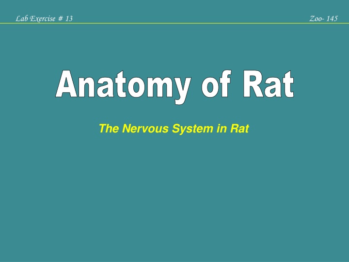 lab exercise 13
