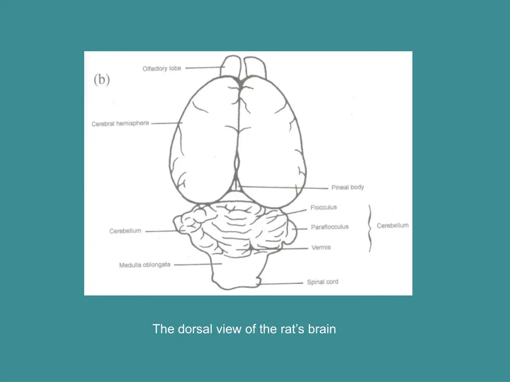 the dorsal view of the rat s brain