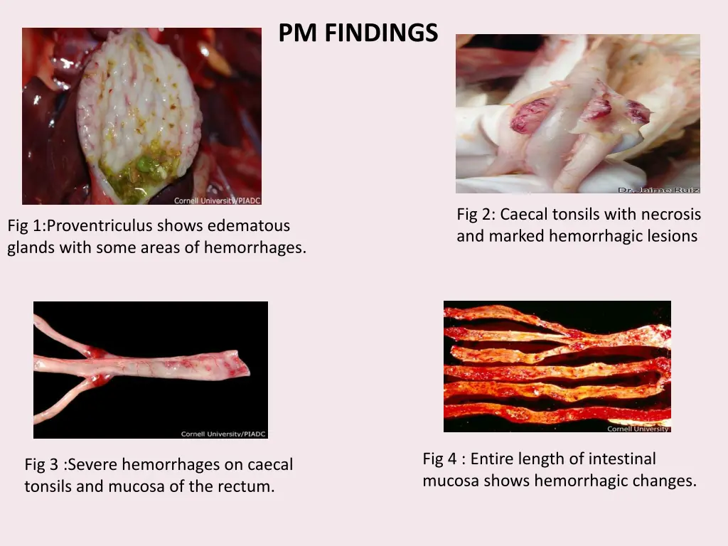 pm findings