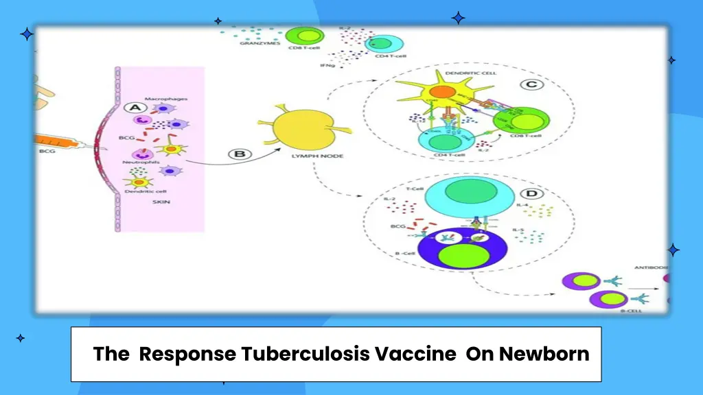 the response tuberculosis vaccine on newborn